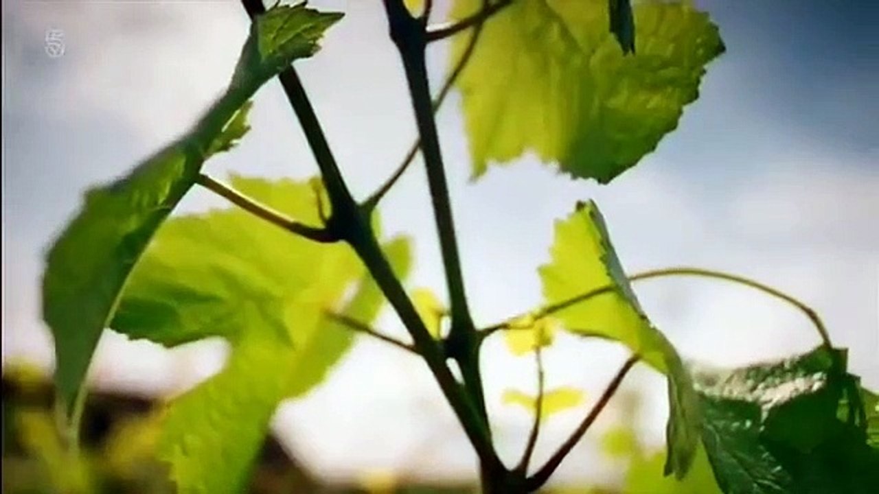 The wine show - se2 - ep01 hd watch