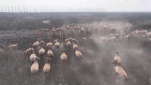 Çin'in Ulusal Doğa Koruma Alanındaki Tampon Bölgede 400 Milu Geyiği Doğaya Bırakıldı