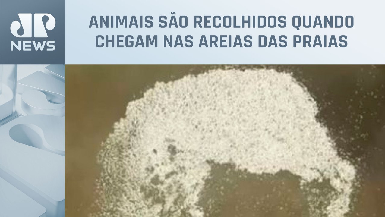Em dois dias, Comlurb removeu 5,4 toneladas de peixes mortos no Rio