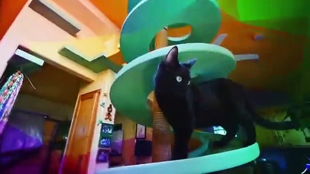 Animal Cribs Se2 Ep05 Pygmy Goat Playground HD Watch video