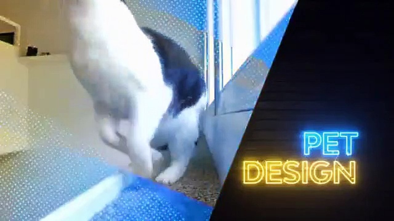 Animal Cribs Se2 Ep08 Bunny Beach Bungalow HD Watch video