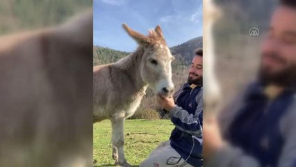 Hayvancılıkla uğraşan gencin eşeği "Sakıb" ile dostluğu gülümsetiyor