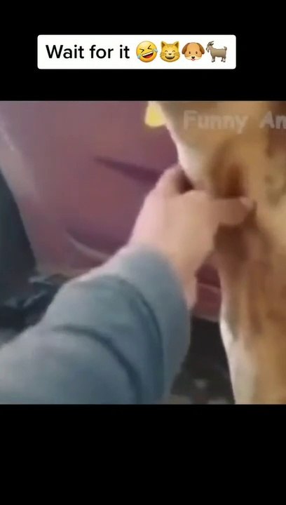 funny dogs