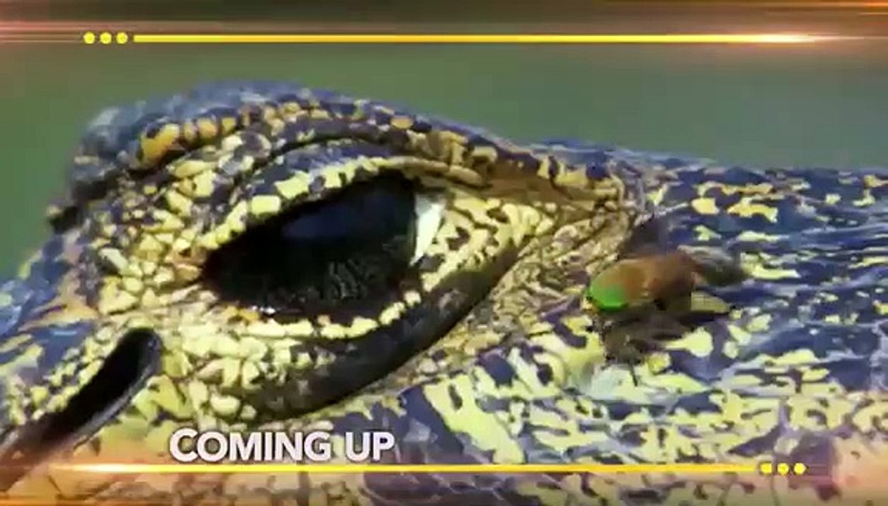 Earth Odyssey with Dylan Dreyer - Se2 - Ep06 - The Pantanal HD Watch