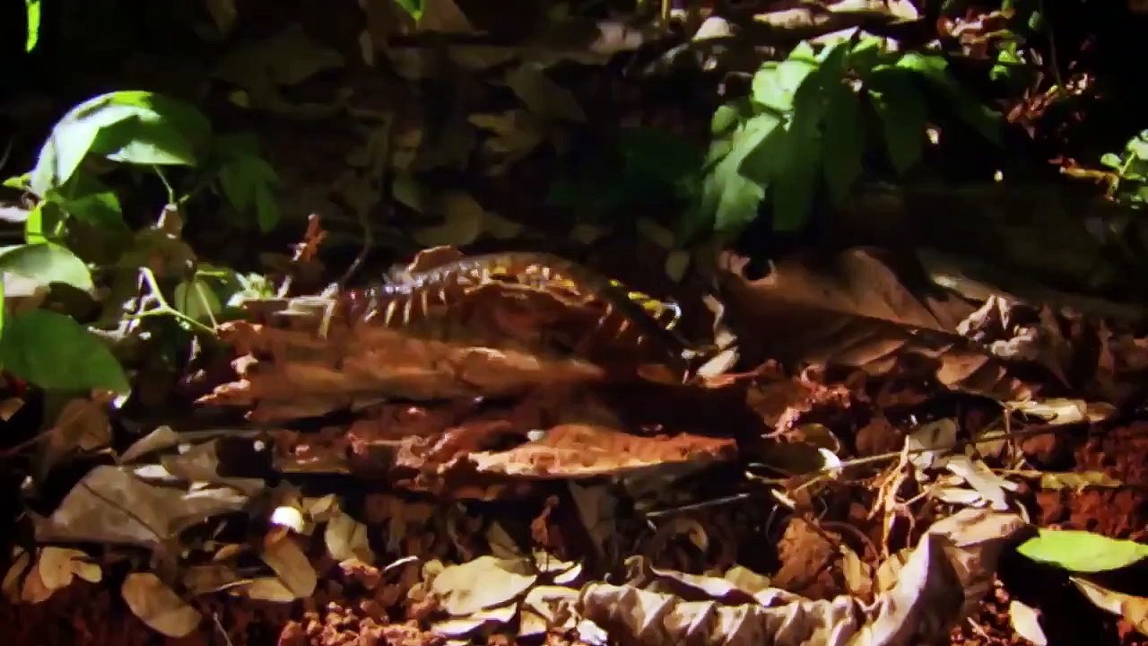 Earth Odyssey with Dylan Dreyer - Se2 - Ep08 - Philippines HD Watch