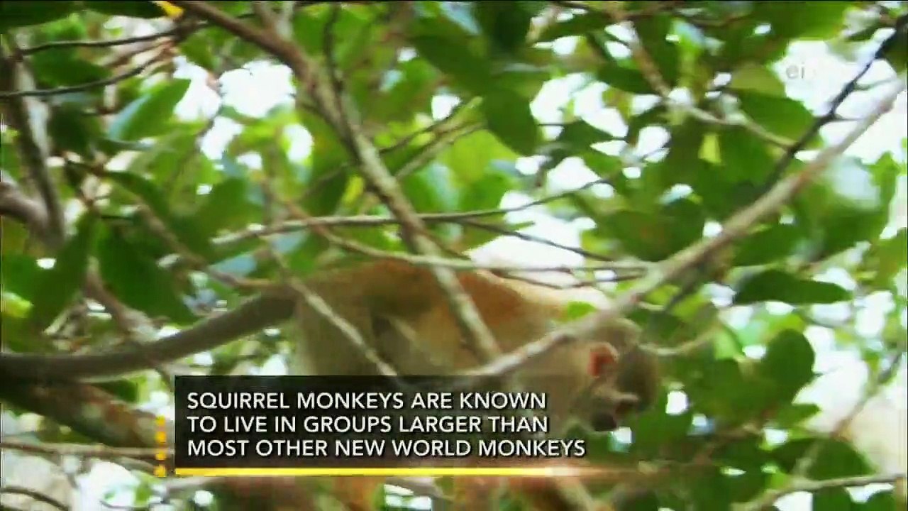 Earth Odyssey with Dylan Dreyer - Se2 - Ep10 - Amazon River Islands HD Watch