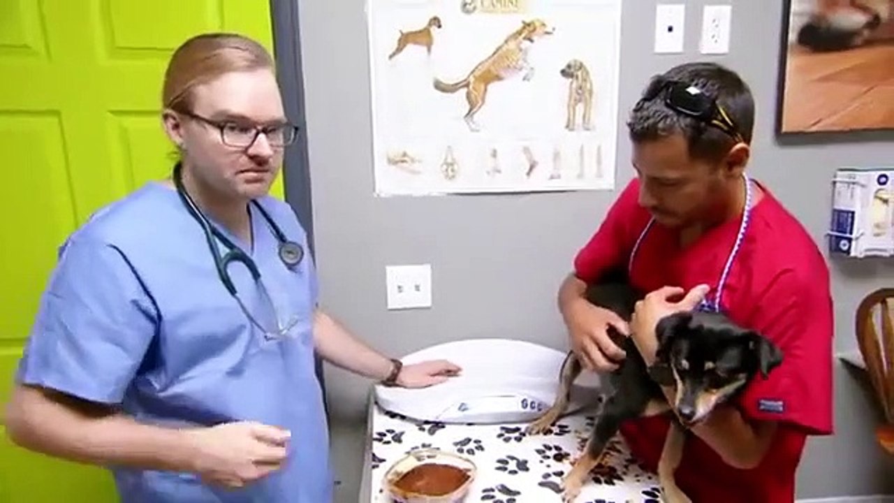 Dr. Jeff - Rocky Mountain Vet - Se6 - Ep10 - The Cutest Yak in Colorado HD Watch