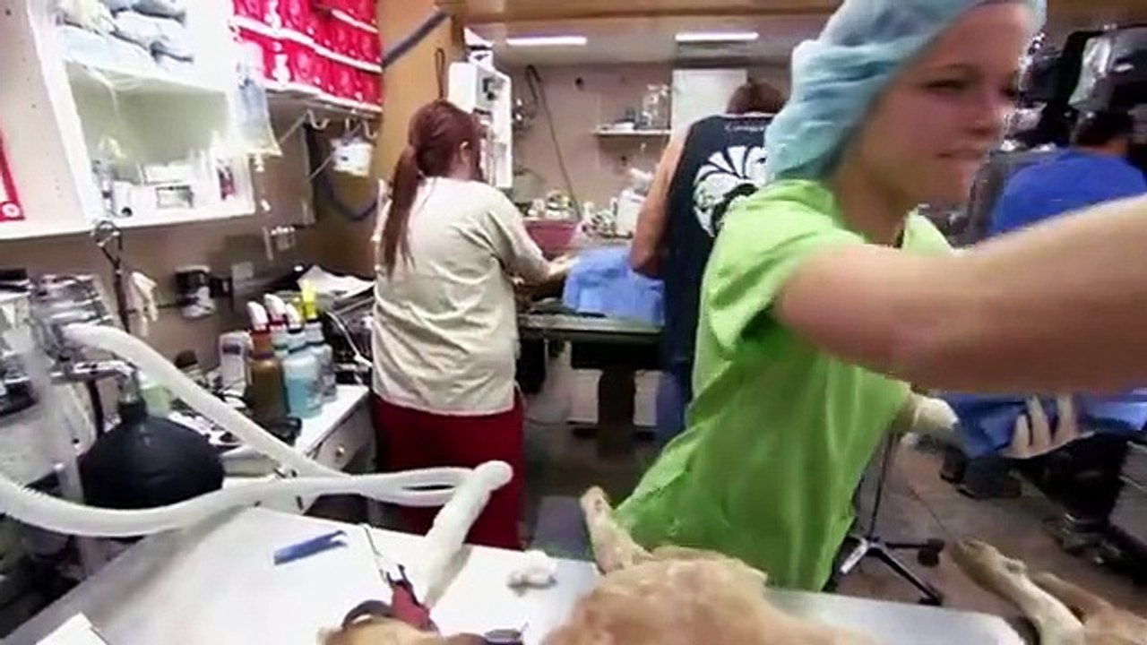 Dr. Jeff - Rocky Mountain Vet - Se6 - Ep12 - A Wild Ride HD Watch