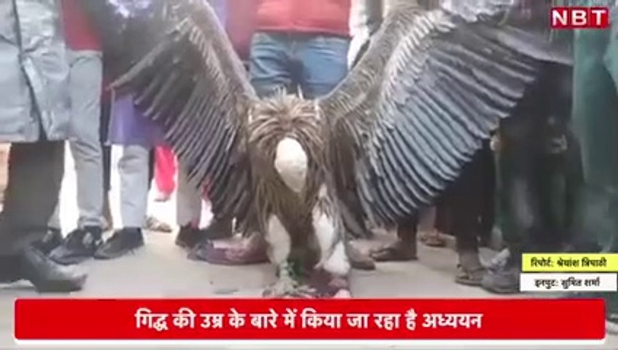 Himalayan_Griffon_Vulture_Captured_in_Kanpur (240p)