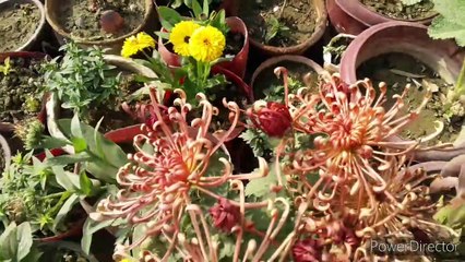 Sunday Overview Sunday Garden Update