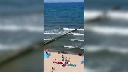 Por qué puede resultar interesante contratar en el seguro del coche la cobertura de animales cinegéticos