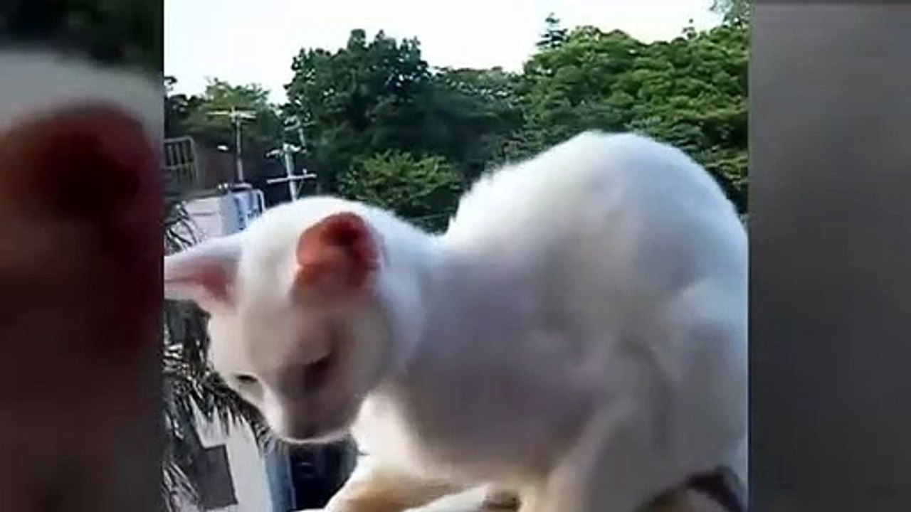 A collection of cute cat behaviors that make you laugh