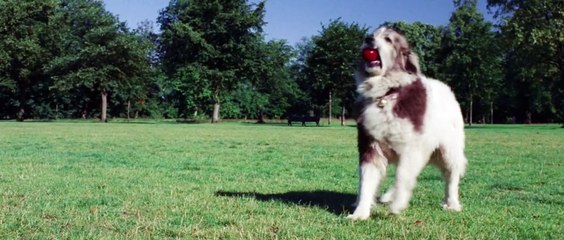 Finding Neverland-Film Soundtrack