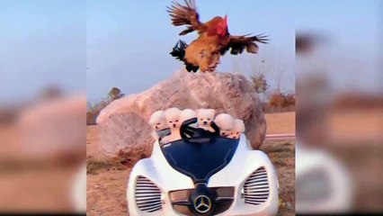 Baby Dogs _Cute and Funny Dogs Videos Compilation