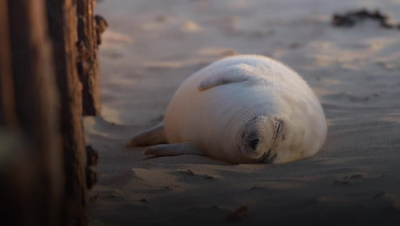 Almost 4,000 baby seals counted on Norfolk beaches this winter in new record