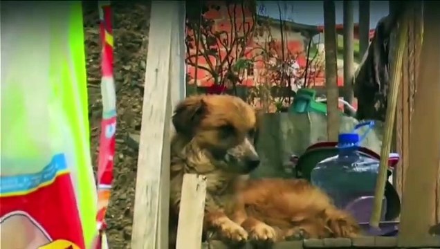 TUCUMANAS HECHAS CON CARNE DE PERRO Y EN EL LUGAR SE ENCONTRÓ 35 PERROS Y CACHORROS. VECINOS DE LA CIUDAD DE LA PAZ DENUNCIAN EL CASO.