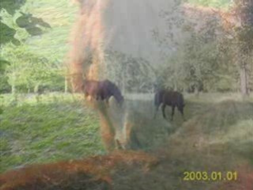 tu me manque petit étalon...