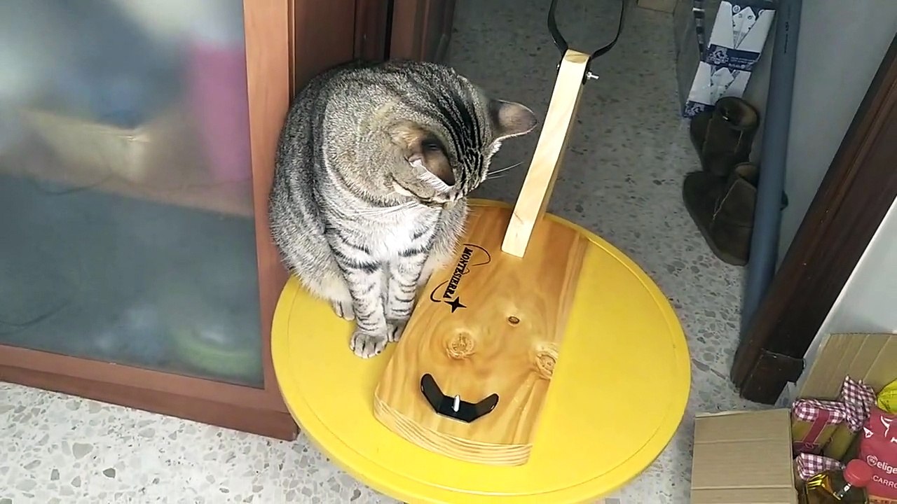 Cat funny