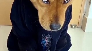So Cute  #dog #dogvideo #funny #cute #short #shorts