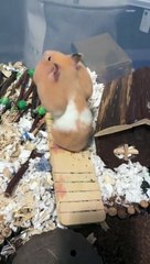 Hamantha the Hamster Tries to Leave Enclosure with Full Cheeks