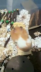 Hamantha the Hamster Tries to Leave Enclosure with Full Cheeks