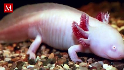 ¡Ya está aquí! La 'Wow xolota', el tamal más adorable de la CdMx