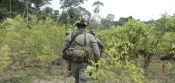 Los nuevos lineamientos de las Fuerzas Militares para la erradicación de cultivos ilícitos