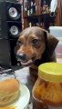 Smiling Dog Wants Some Bread