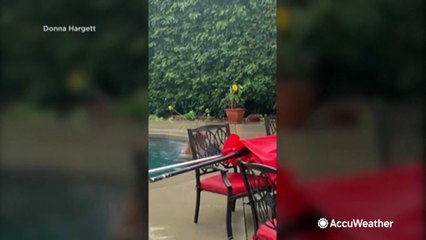 Bear enjoys swimming pool in rain