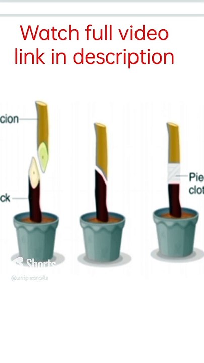 What is grafting (Artificial propagation) in Hindi _ Chapter- Reproduction in plants #explanation