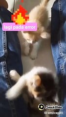 Lucunya anak kucing bermain