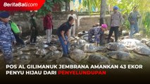 Pos AL Gilimanuk Jembrana Amankan 43 Ekor Penyu Hijau dari Penyelundupan