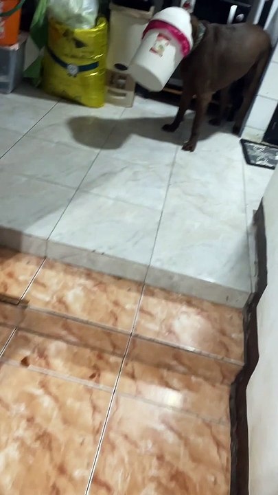 Silly Dog Gets Head Stuck in Trash Can