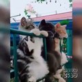 Kucing Lucu-Funny Cat Videos