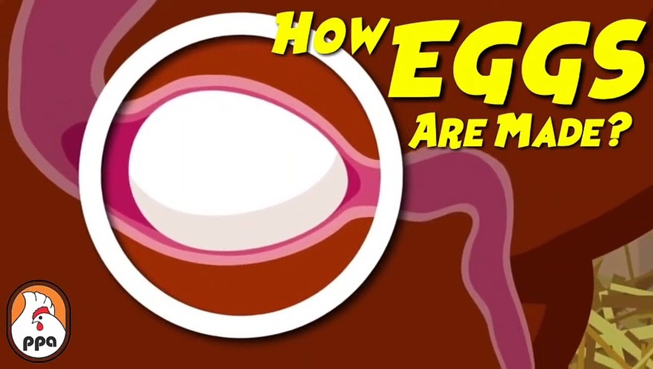 How EGGS Are Formed Inside The Chicken__HD
