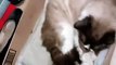 #gato #dormido #felino #caja #animal #mascota #peludo #gatitopeludo #gatito #dormilon