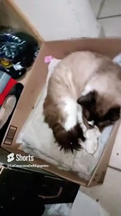#gato #dormido #felino #caja #animal #mascota #peludo #gatitopeludo #gatito #dormilon
