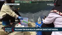 Puluhan Ikan Nila Mati Masal di Lampung Barat