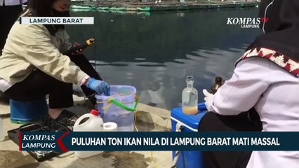 Puluhan Ikan Nila Mati Masal di Lampung Barat
