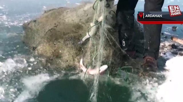 Çıldır Gölü'nde Eskimo usulü balık avı: Bırakılan ağlar toplanıyor