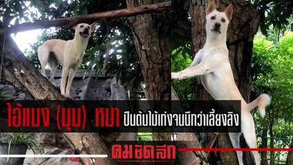 เขาคือพันธุ์เดียวกัน ไอ้แมง (มุม) "หมา" ปีนเก่งจนนึกว่าเลี้ยงลิง
