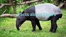 Facts about Tapirs