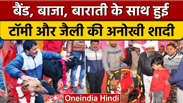 Aligarh में Tommy और Jelly की अनोखी शादी, बैंड, बाजा, बाराती और सात फेरे | वनइंडिया हिंदी #shorts