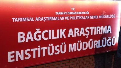 Üreticilere, uygun fiyatlı 110 bin üzüm fidanı satıldı
