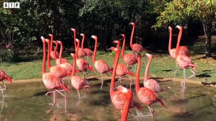 Rarest Moment! Warthog Attack And Eat Animals - Animal Videos   ATP Earth