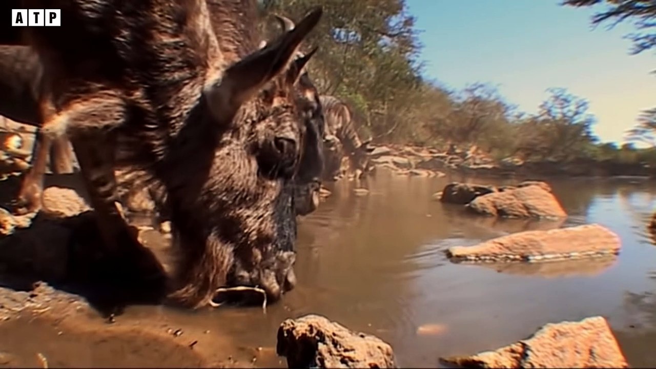 The Fight Between Lions and Hippos - Wild Animals   ATP Earth