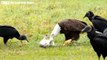 The Fighting of Eagle vs Vulture, Which one wins - Wild Animals   ATP Earth
