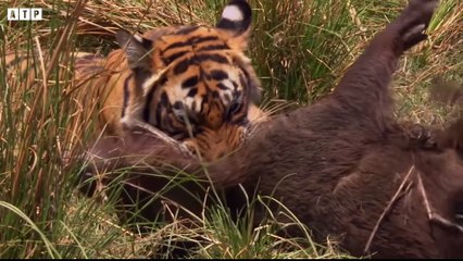 Tiger Attack and Eat Deer - Animal Fighting   ATP Earth