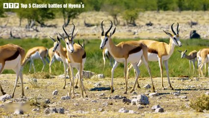Top 5 Classic Battles of Hyena’s - Hunting Wild Animals   ATP Earth
