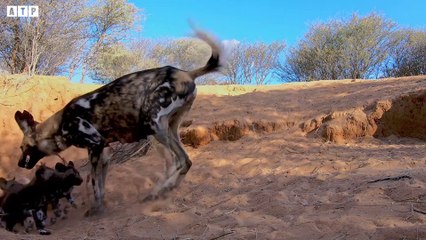 Wild Dogs Attack Alone Hyena   ATP Earth